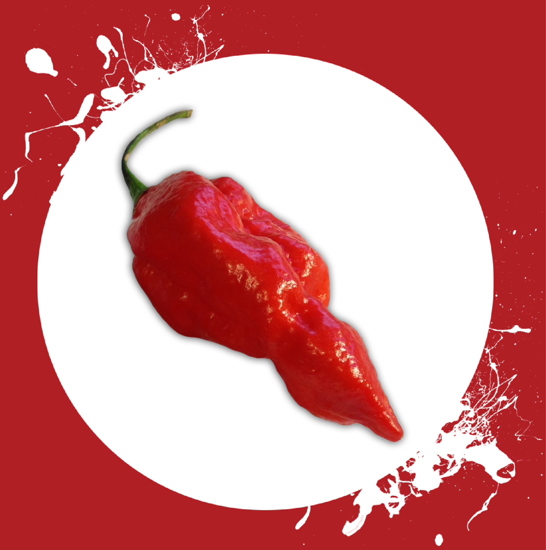 Naga morich sama